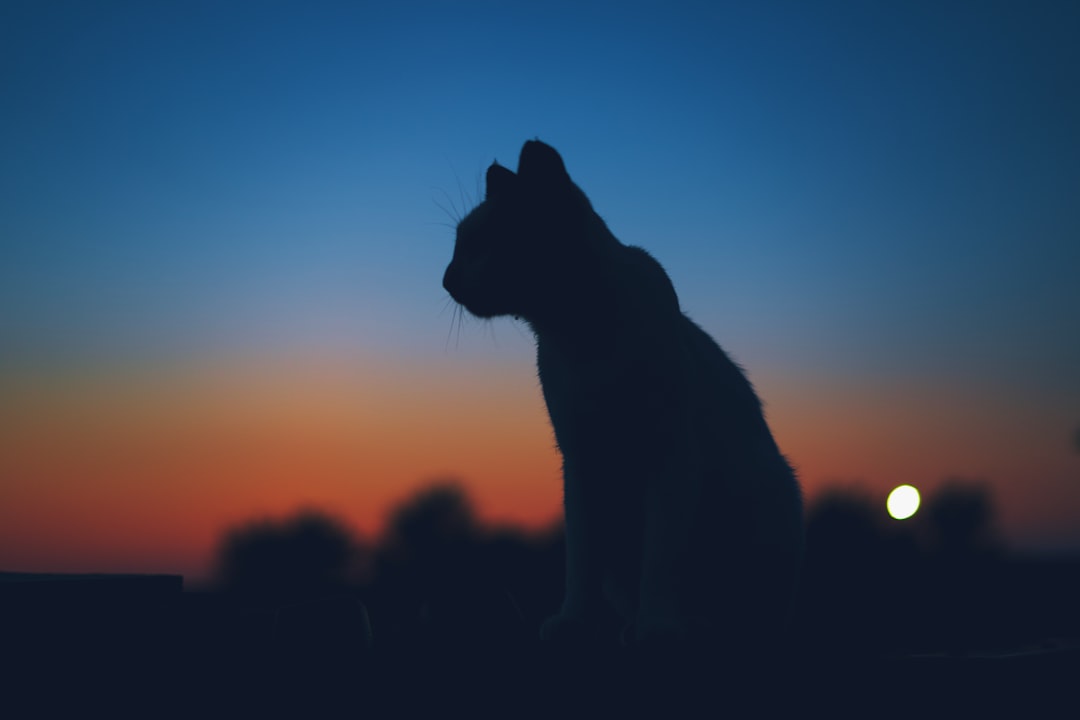 Photo Space cat